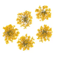 Szárított Virág - Yellow 10