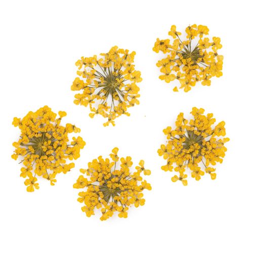 Szárított Virág - Yellow