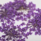 Szárított Virág Purple 05 lila körömdíszítéshez