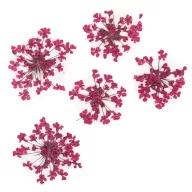 Szárított virág Fuchsia 01 körömdíszítéshez