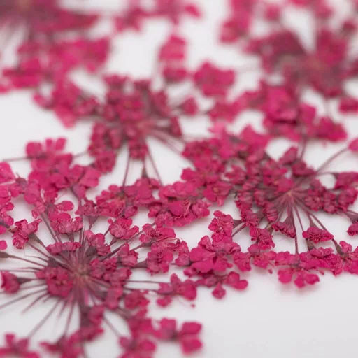 Szárított virág Fuchsia 01 körömdíszítéshez