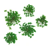 Szárított Virág - Green 02
