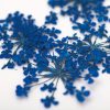 Szárított Virág - Royal Blue