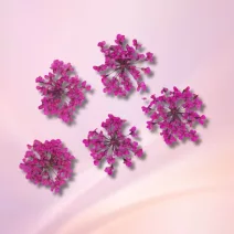 Szárított Virág Körömdíszítéshez