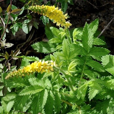 Apróbojtorjános gyógynövényes kenőcs 150 ml