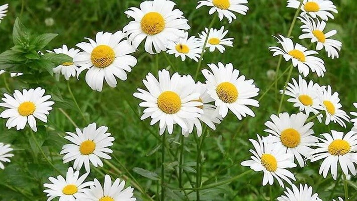 Kéz- és Körömápoló Krém Kamilla kivonattal és Lenmag olajjal – gyulladáscsökkentő vegán kézápoló