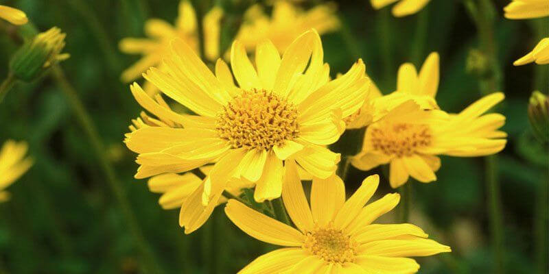 Kéz- és Körömápoló Krém Vörösáfonyával és Árnikával – antioxidáns vegán kézápoló irritált bőrre