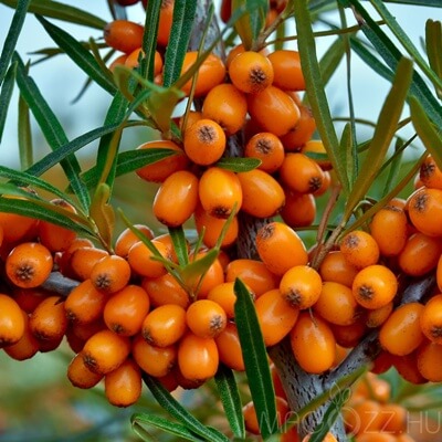 Homoktövis krém ekcémás és érzékeny bőrre – természetes regeneráló hatás